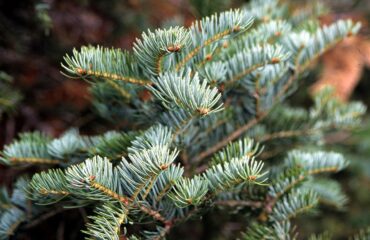 Abies Alba