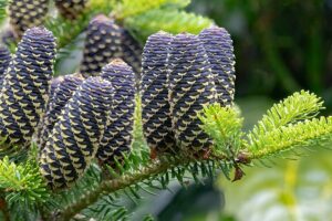 Abies Koreana