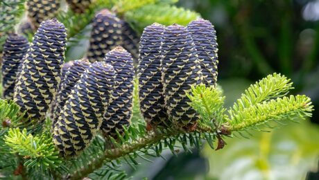 Abies Koreana