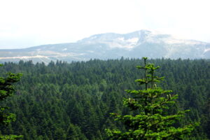 Abies Nordmanniana