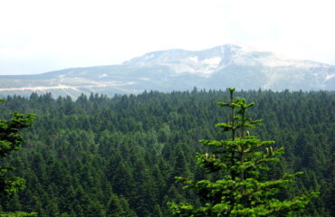 Abies Nordmanniana