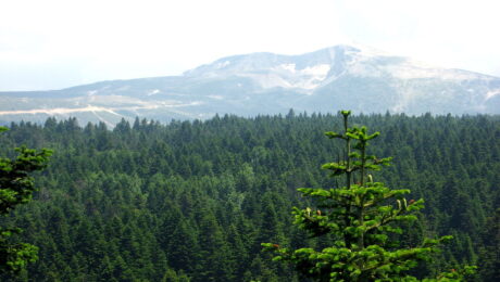 Abies Nordmanniana