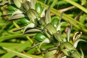 Acanthus Mollis