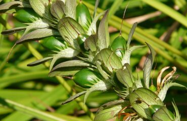 Acanthus Mollis