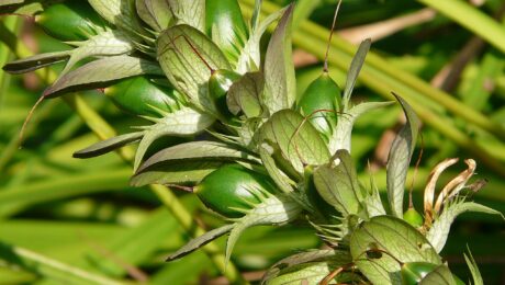 Acanthus Mollis