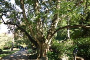 Acer Buergerianum