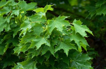 Acer Platanoides