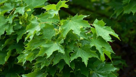 Acer Platanoides