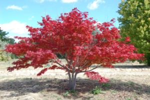 Acer_Palmatum