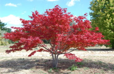 Acer_Palmatum