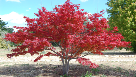 Acer_Palmatum