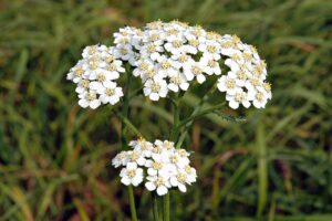 Achillea Millefolium Achillea Millefolium