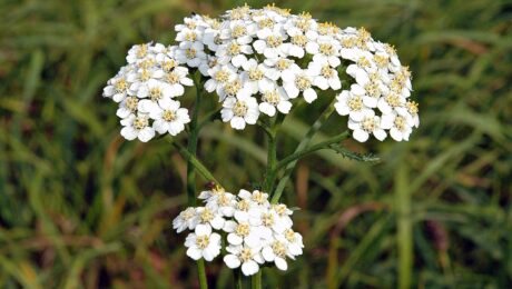 Achillea Millefolium