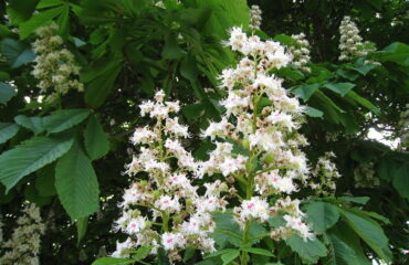 Aesculus Hippocastanum