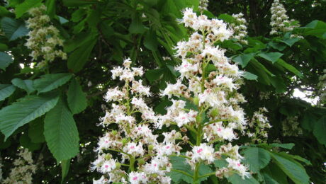 Aesculus Hippocastanum