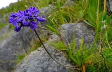 Agapanthus_africanus