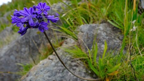 Agapanthus_africanus