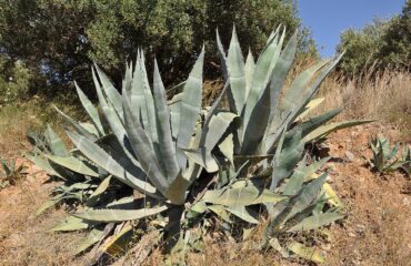 Agave Americana