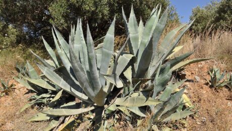 Agave Americana