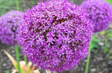 Allium Giganteum