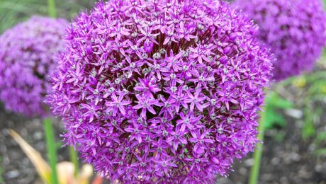 Allium Giganteum