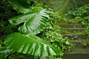 Alocasia Macrorrhizos