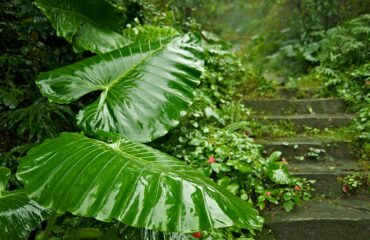 Alocasia Macrorrhizos