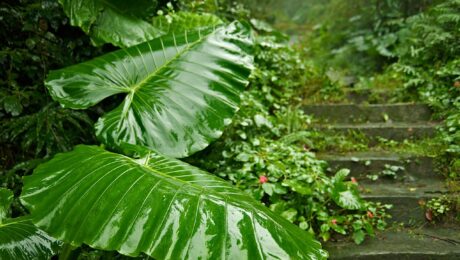 Alocasia Macrorrhizos