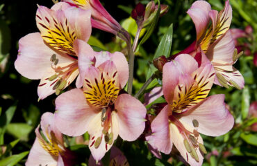 Alstroemeria Aurea