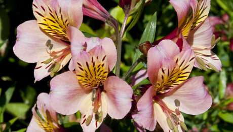 Alstroemeria Aurea