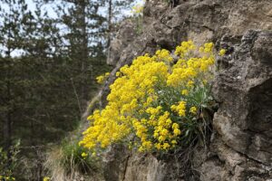 Alyssum Saxatile