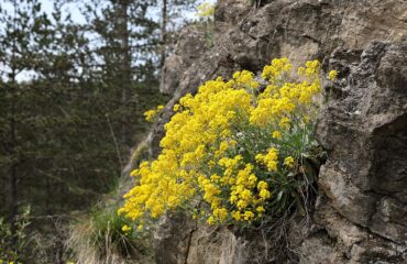 Alyssum Saxatile