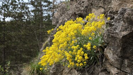 Alyssum Saxatile