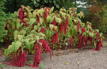 Amaranthus Caudatus