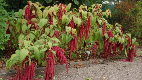 Amaranthus Caudatus