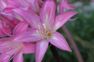 Amaryllis_belladonna Amaryllis_belladonna