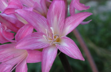 Amaryllis_belladonna