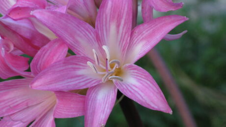 Amaryllis_belladonna