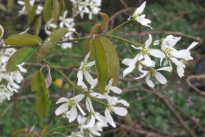 Amelanchier Canadensis Amelanchier Canadensis