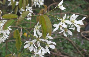 Amelanchier Canadensis