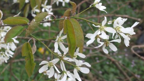 Amelanchier Canadensis