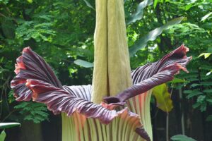 Amorphophallus Titanum