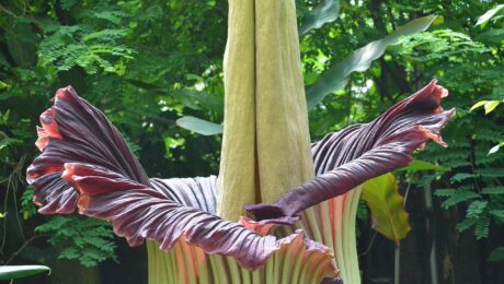 Amorphophallus Titanum