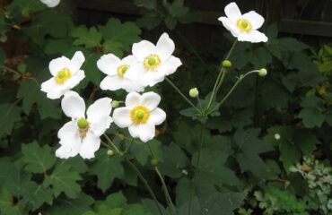 Anemone Hupehensis