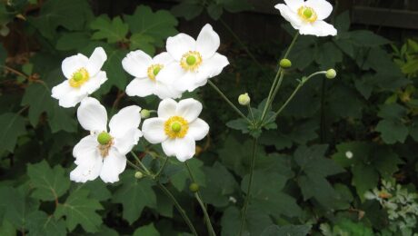 Anemone Hupehensis