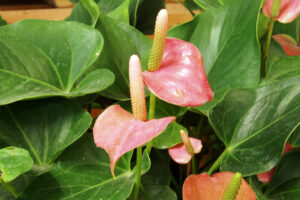 Anthurium Andraeanum