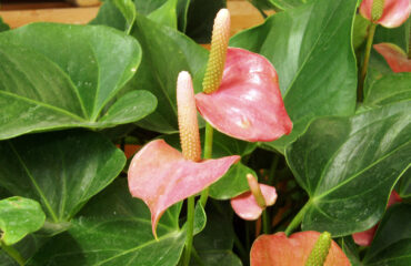 Anthurium Andraeanum