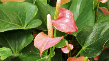 Anthurium Andraeanum