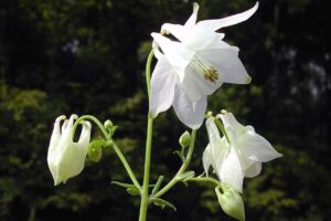 Aquilegia_vulgaris