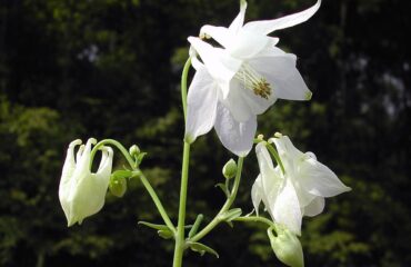 Aquilegia_vulgaris